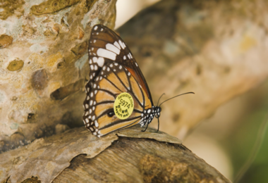The Migration Mystery of Hong Kong’s Danaid Butterflies 